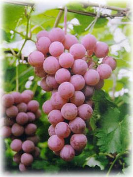 Grape Seed Extract / Grape Skin Extract